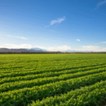 063025_UF scientists to develop AI technology to help growers assess crop damage after hurricanes