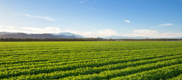 063025_UF scientists to develop AI technology to help growers assess crop damage after hurricanes
