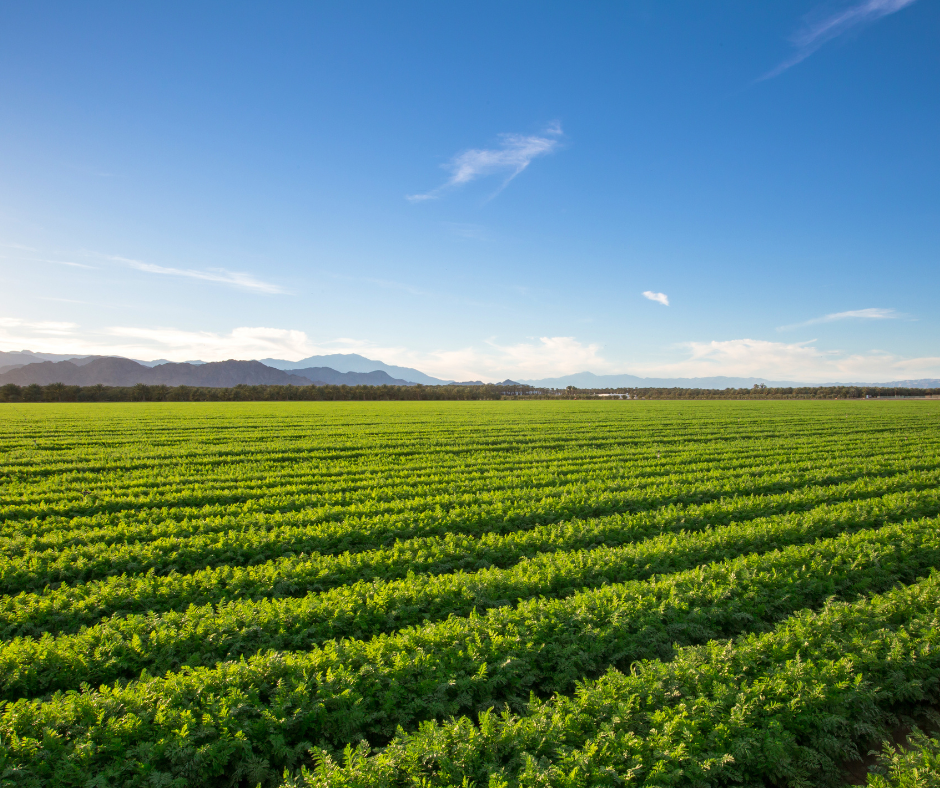 063025_UF scientists to develop AI technology to help growers assess crop damage after hurricanes