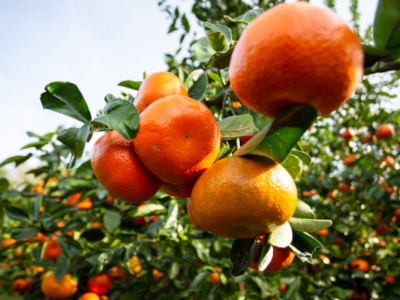 012726_Harvest Underway at UFIFAS Millennium Block, Providing New Hope for Florida’s Citrus Future (UFIFAS)