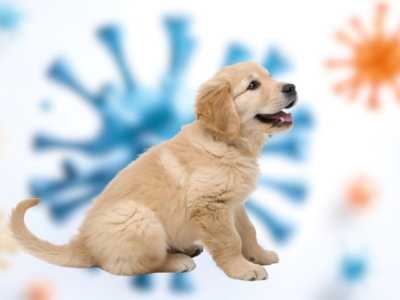 012826_Scientists Say These Two Viruses May Become the Next Public Health Threats (UF Health)