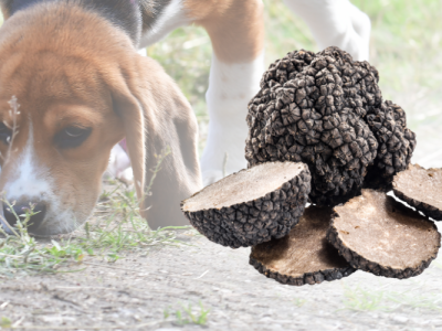 080525_Assisted by Sniffer Dogs and DNA Sequencing, Researchers Discover Three New Truffle Species