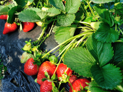 082725_AI Could Help Strawberry Growers Find, Remove ‘Runners,’ Reducing Labor and Saving Time (UFIFAS)