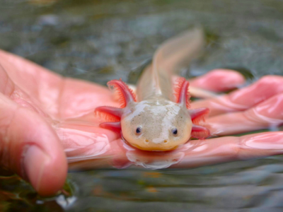 101025_NeXtGen Biologics Announces Issuance of a Third New Patent Covering Axolotl-Derived Technology (Globe Newswire)