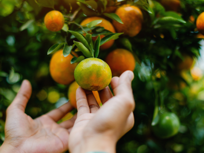 102325_Scientists at New AI Center Aim To Help Florida Farmers and Protect the Environment (UF News)