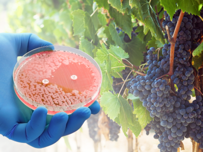 111425_Breakthrough With First Disease-Resistant Wine Grapes Shows Hope for a Florida Wine Renaissance (UF News)