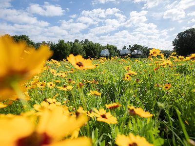 UF bat houses standing in a field of yellow wildflowers.