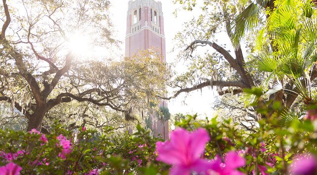 UF’s Century Tower surrounded by trees and pink flowers.